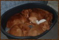 /album/fotogalerij-gio/een-hoopje-tollers-jpg/